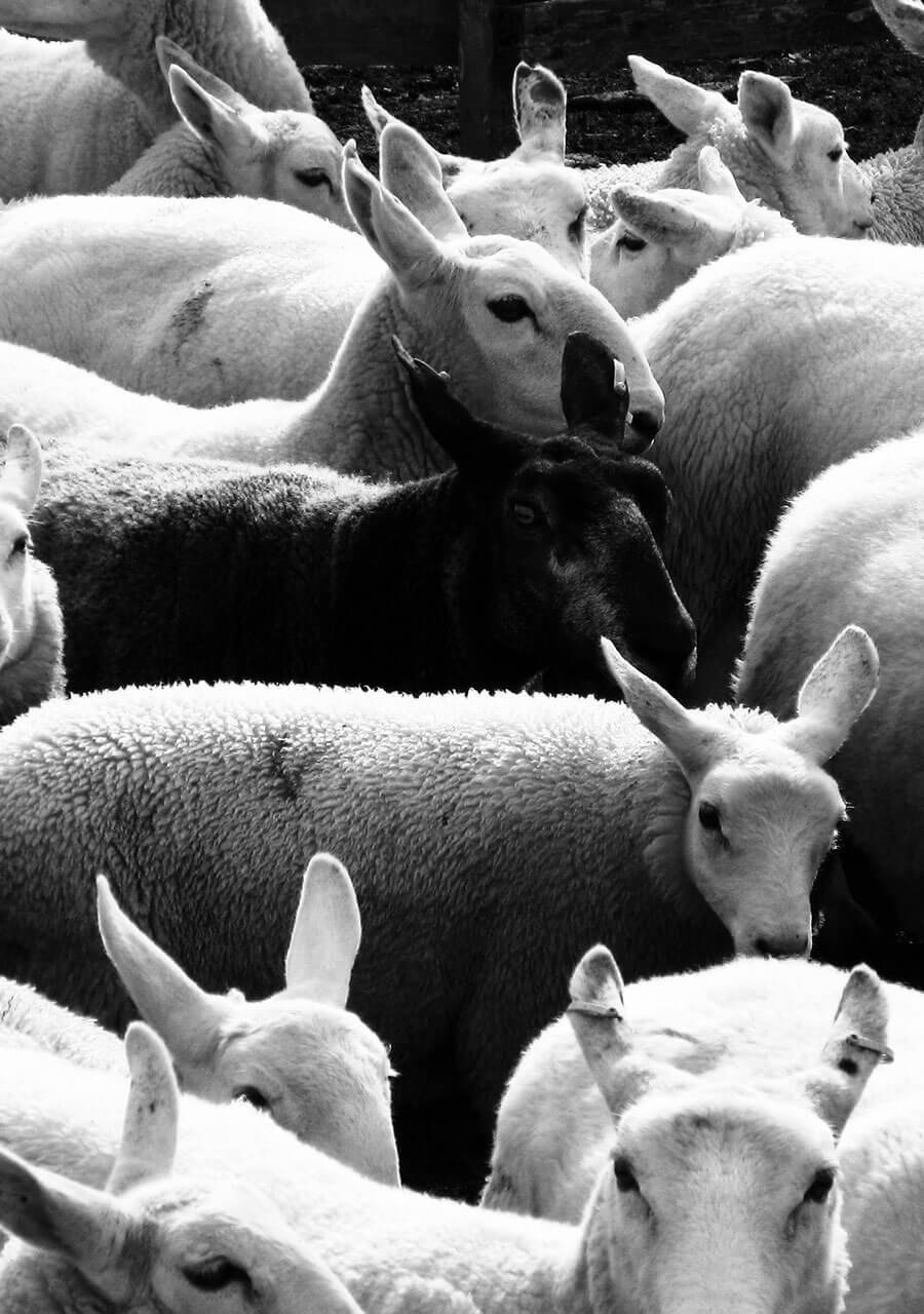 Immagine per 'Le 5 immutabili leggi della marca' - Fivesix Studio. Specializzati in Branding, Personal Branding, Marketing e Comunicazione.