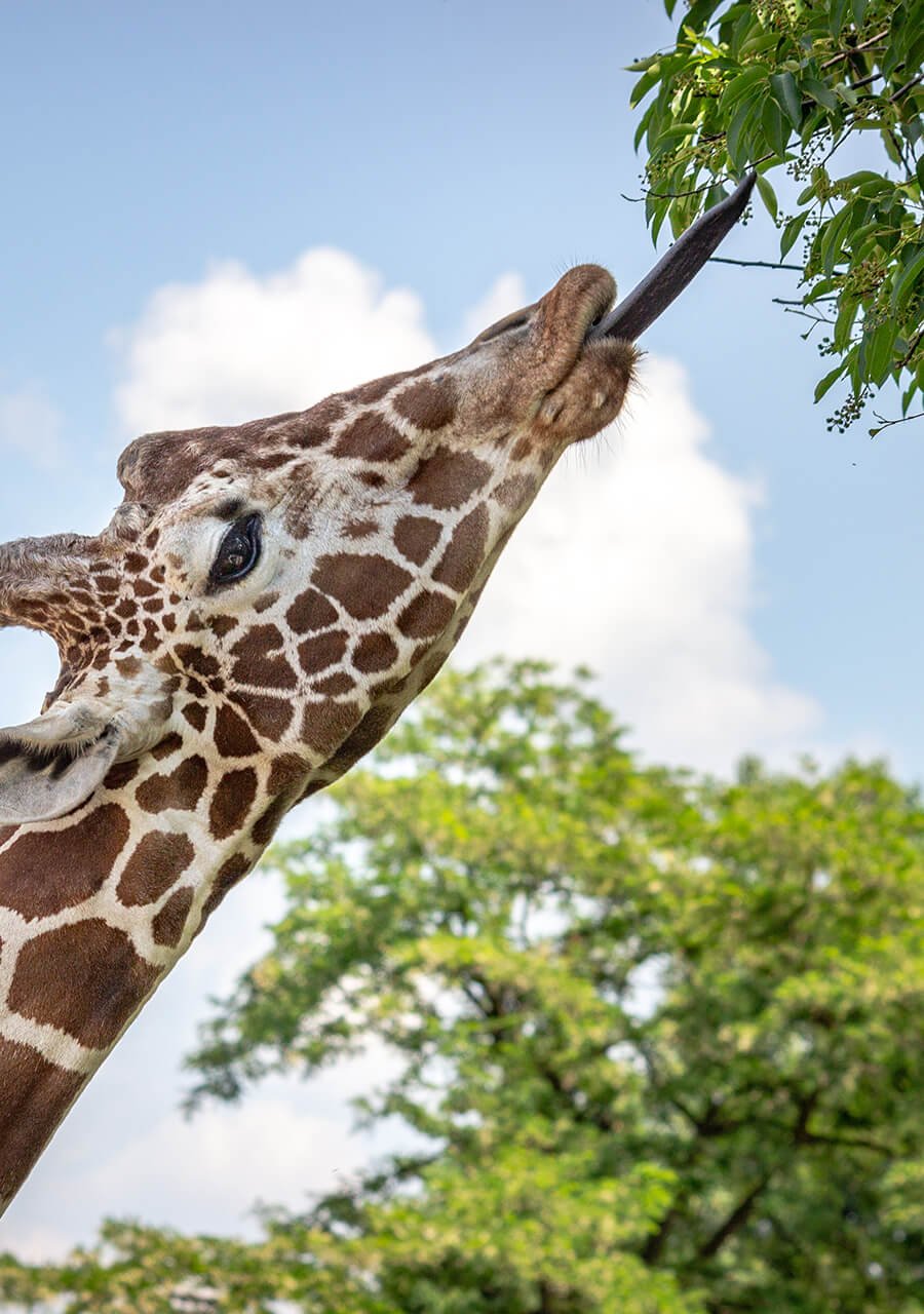 Immagine per 'Le 5 immutabili leggi della marca' - Fivesix Studio. Specializzati in Branding, Personal Branding, Marketing e Comunicazione.